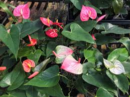 Multi Color Anthurium Flower Seeds for Planting Seasonal Bloomer Heirloom & GMO Free Seeds for Home Garden
 
 Sale