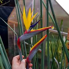 Violet & Yellow Strelitzia Seeds For Planting - Exotic Flower