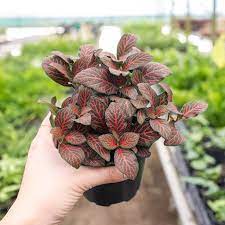 Fittonia Plant Seeds For Easy Planting