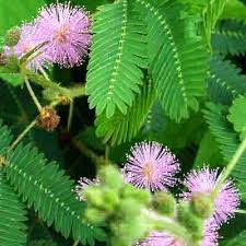 Planting Seeds: Green Mimosa Pudica