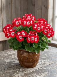 White Maroon Red Geranium Flower Seeds for Planting Perfect for Borders Heirloom & GMO Free Seeds for Home Garden
 
 Sale