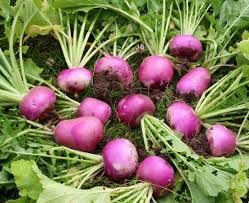 Purple Rutabaga Seeds for Vegetable Planting