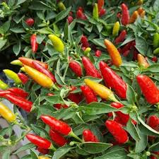 Mixed Chili Vegetable Planting Seeds