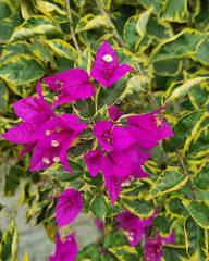Purple Bougainvillea Flower Seeds for Easy Planting and Stunning Blooms