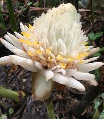 White Etlingera Elatior Flower Seeds for Planting Easy to Grow Heirloom & GMO Free Seeds for Home Garden
 
 Sale