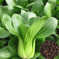 Dwarf Pak Choi Vegetable Seeds - Perfect for Planting