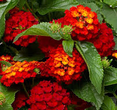 Wandelrose Flower Seeds Planting Guide