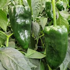 Green Ancho Poblano Vegetable Planting Seeds