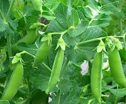 Green Pisum Vegetable Seeds for Planting