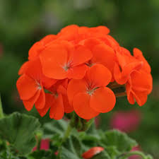 Geranium Light Orange Flower seeds for Planting - Cut Flower Favorite, Heirloom & GMO Free Seeds for Home Garden