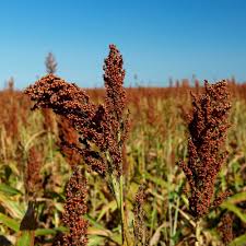 Planting White Sorghum  Seed for Thriving Growth in Your Garden