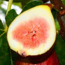 Burgundy Fig Seeds for Planting