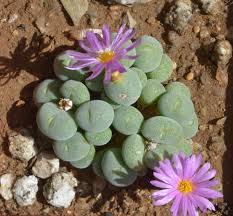 Green Conophytum Ernianum Flower Seeds | Unique Planting Seeds for Your Garden - Evergrowseeds