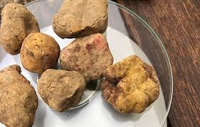 Truffle Vegetable Seeds for Easy Planting