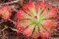 Pink Sundew Plant Seeds for Garden Planting