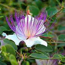 Blue Caper Flower Seeds: Best Planting Tips for Gardeners