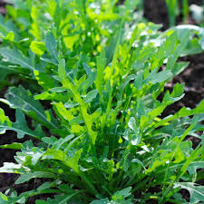Arugula Seeds for Planting