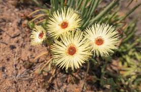 Yellow Cephalophyllum Pillansii Flower seeds for Planting - Vibrant Colors, Heirloom & GMO Free Seeds for Home Garden