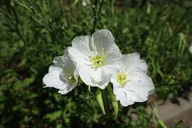 White Evening Primrose Flower Seeds for Planting - Perfect for Adding Elegance to Your Landscape