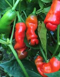 Hot Peter Pepper Vegetable Seeds for Garden Planting