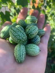 Cucumber Vegetable Seeds Planting Instructions