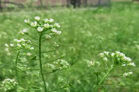 Green Shepherd's Purse Seeds for Easy Planting