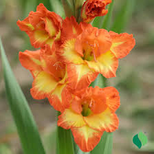 Orange Yellow Gladiolus Seeds for Planting Vibrant Garden Blooms Heirloom Non-GMO Seeds