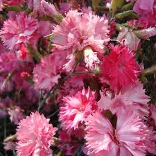 Carnation Rose Dianthus caryophyllus Seeds for Planting in Flower Bed & Garden