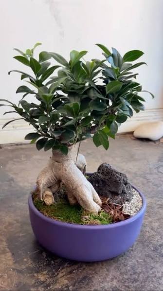 Bonsai Colorado Seeds Mix for Planting Guide