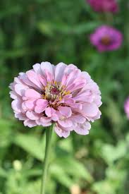 Light Pink Zinnia Flower seeds for Planting Bright Blooms Heirloom & GMO Free Seeds for Home Garden