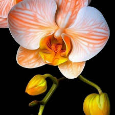 Phalaenopsis Orchid Flower seeds for Planting Colorful Display Heirloom & GMO Free Seeds for Home Garden