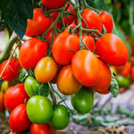 Phoenix Hybrid Tomato Seeds, Planting