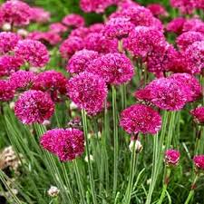 Mixed Joystick Flower Seeds - Perfect for Vibrant Planting