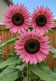 Semillas De Girasol Flower Seeds for Planting  Seed for Bright, Radiant Blooms