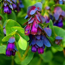 Blue Honeywort Flower seeds for Planting - Long Bloom Season, Heirloom & GMO Free Seeds for Home Garden