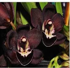 Samen Orchidee Flower Seeds for Planting