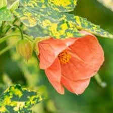 Yellow Red Abutilon Striatum Flower Seeds for Garden Planting