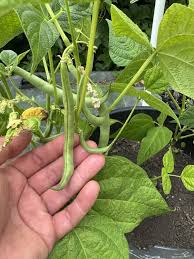 Green Black Rattlesnake Bean Seeds for Planting