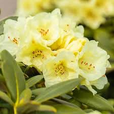 Yellow Rhododendron Campylocarpum Flower Seeds for Planting - Enhance Your Garden with Stunning Blooms