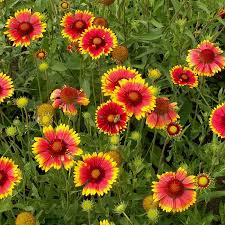 Yellow and Red Bellflower Seeds for Planting