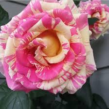 Rose Seeds Collection for Planting | Mixed Varieties