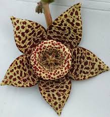 Stapelia Variegata Flower seeds for Planting - Garden Favorite, Heirloom & GMO Free Seeds for Home Garden