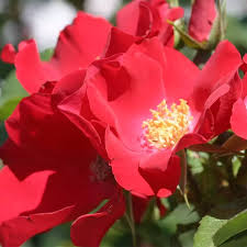Red Rugrose Rose Flower Planting Seeds