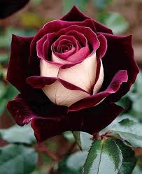 Burgundy Rose Flower Seeds for Planting Low Maintenance Heirloom & GMO Free Seeds for Home Garden Sale