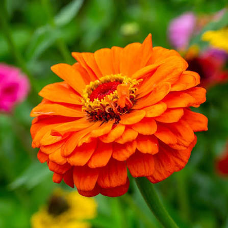Orange Red Zinnia Flower seeds for Planting Cut Flower Favorite Heirloom & GMO Free Seeds for Home Garden