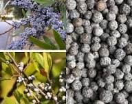 Green Myrtle Myrica Cerifera Seeds for Planting  Grow Beautiful Landscapes