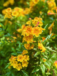 Yellow Rawstone Plant for Your Garden  Seed for Bright and Cheerful Blooms