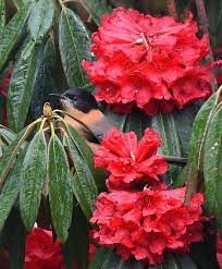 Red Rhododendron Seeds for Planting - Perennial Blooms - Evergrowseeds