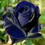 Blue Black Rose Seeds for Planting