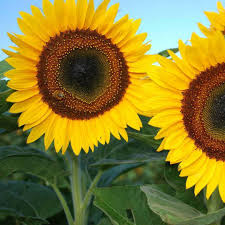 Yellow Hybrid Sunflower Seeds - Perfect for Planting